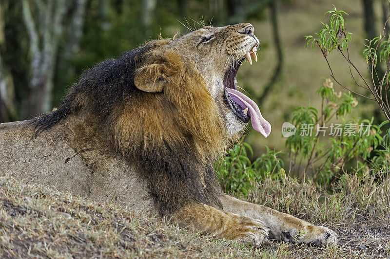 狮子(Panthera leo)是五种大型猫科动物中的一种，也是猫科动物科的一员。Ol Pejeta保护